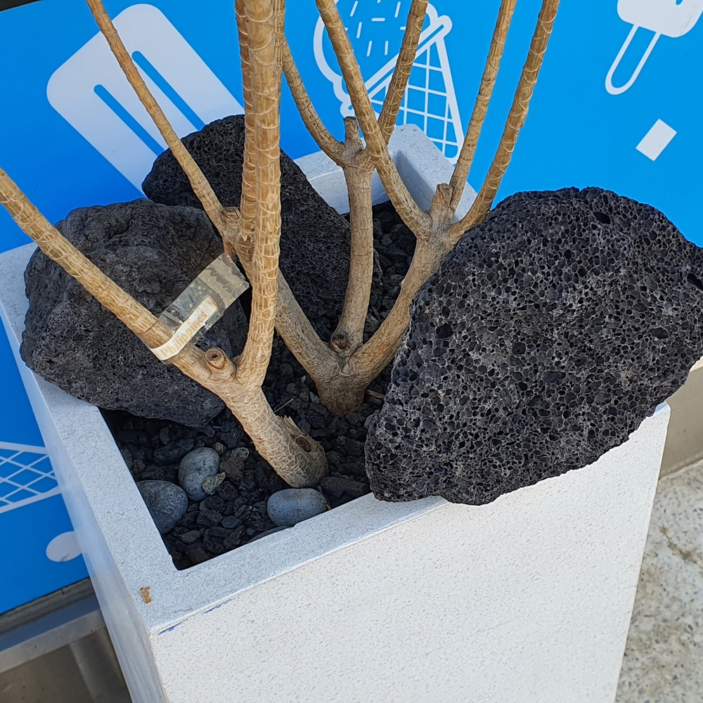 검정화산석 주먹돌80-150mm 3kg(1봉) - 상세 이미지 3