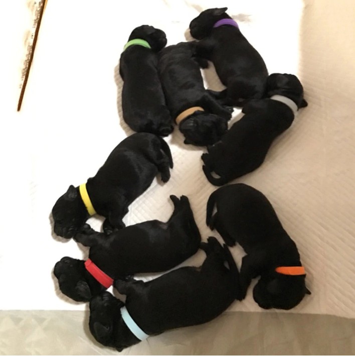 새끼강아지목걸이 인식표 고양이 탯줄 컬러네임택 출산준비물 이미지 7