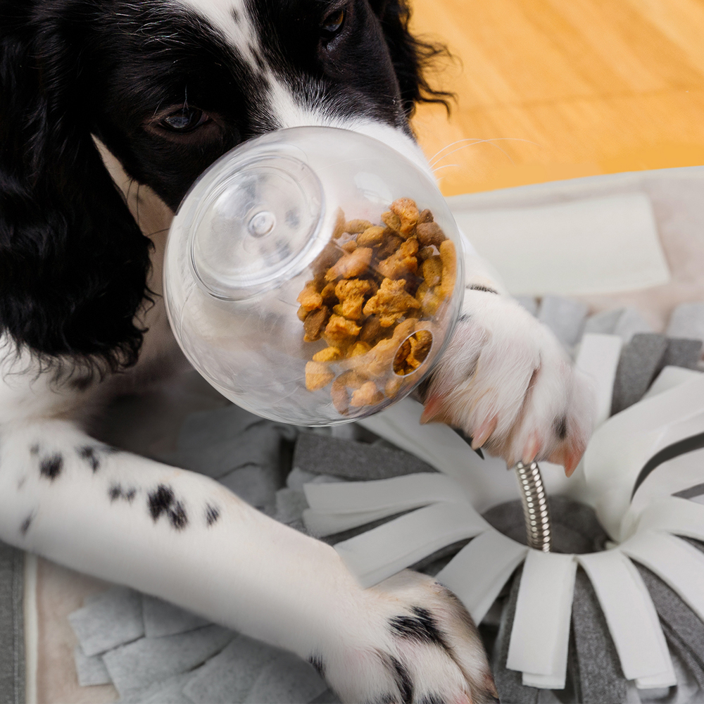 더플래 시크릿 강아지 노즈워크 분리불안 훈련 장난감