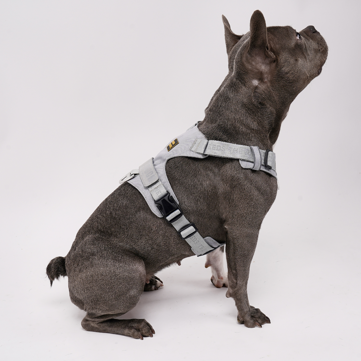 인터라켄 초경량 강아지 라이트 하네스 H형 소형견 대형견 앞섬방지 앞고리 가슴줄