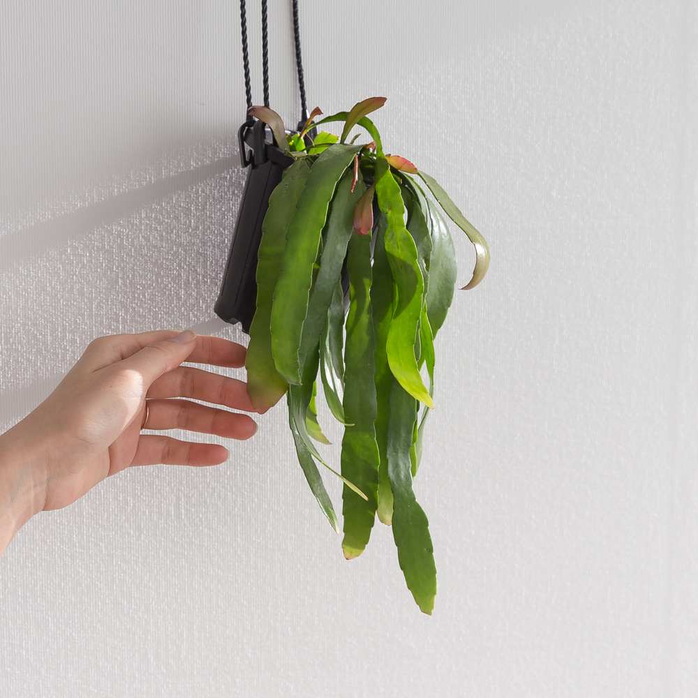 립살리스 루비 행잉식물 행잉플랜트 키우기쉬운 반려식물 공중 늘어지는 음지 화분