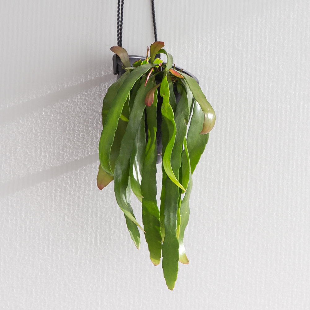 립살리스 루비 행잉식물 행잉플랜트 키우기쉬운 반려식물 공중 늘어지는 음지 화분