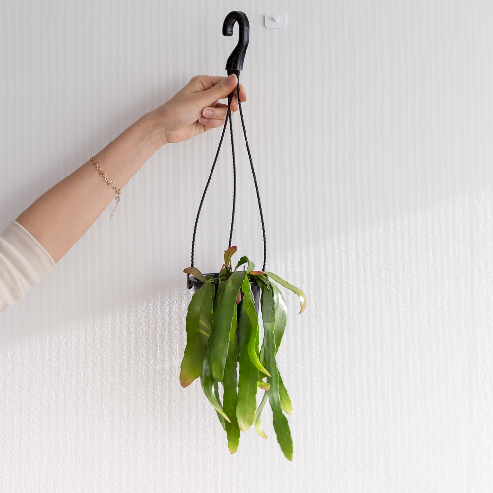 립살리스 루비 행잉식물 행잉플랜트 키우기쉬운 반려식물 공중 늘어지는 음지 화분