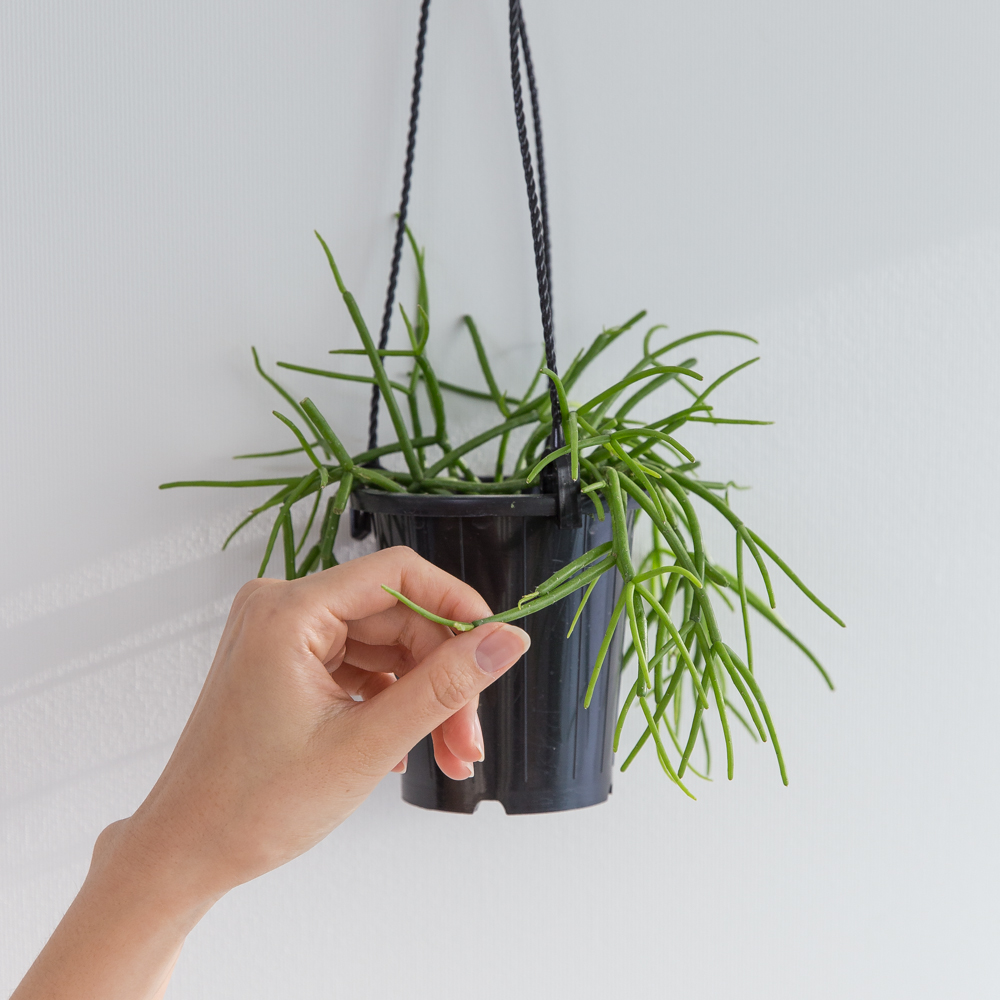 립살리스화이트 행잉식물 행잉플랜트 키우기쉬운 반려식물 공중 늘어지는 음지 화분 플랜테리어