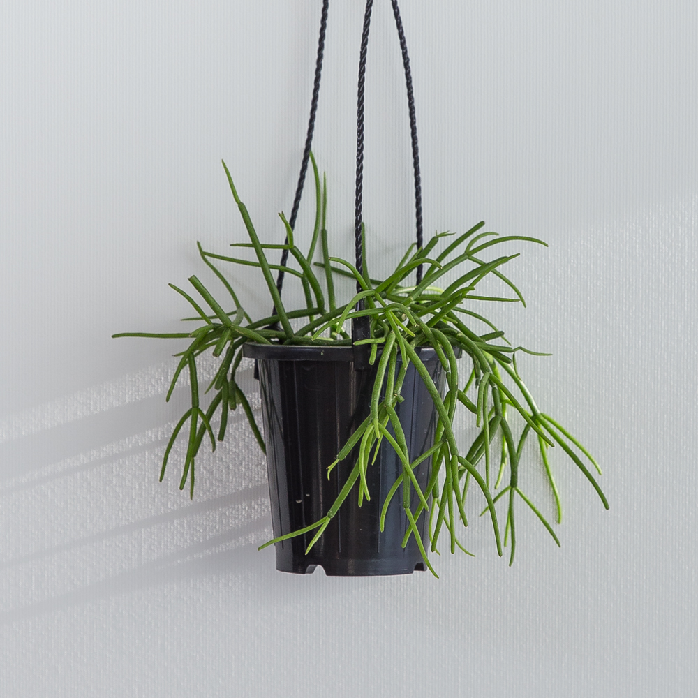 립살리스화이트 행잉식물 행잉플랜트 키우기쉬운 반려식물 공중 늘어지는 음지 화분 플랜테리어