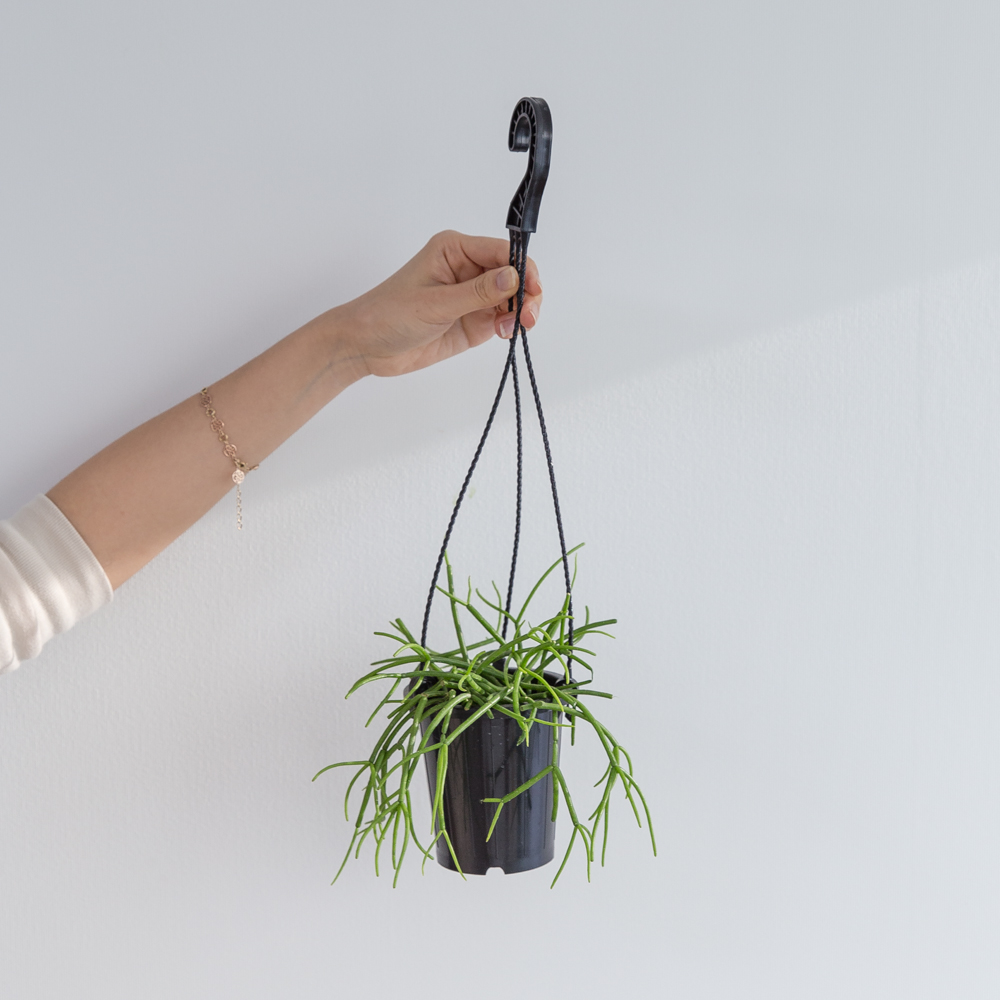 립살리스화이트 행잉식물 행잉플랜트 키우기쉬운 반려식물 공중 늘어지는 음지 화분 플랜테리어