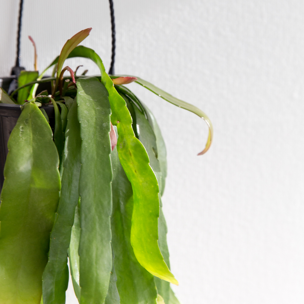 립살리스 루비 행잉식물 행잉플랜트 키우기쉬운 반려식물 공중 늘어지는 음지 화분