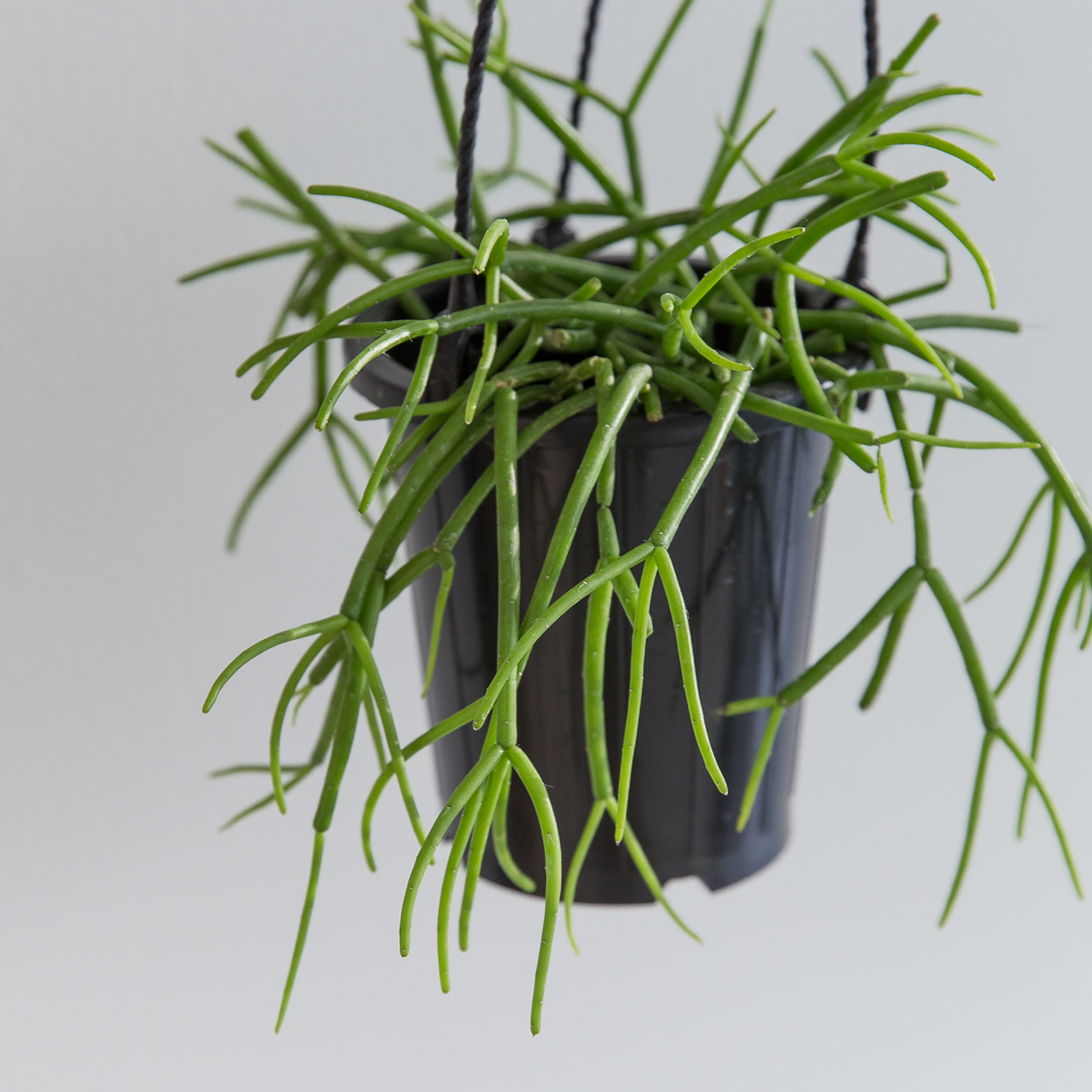 립살리스화이트 행잉식물 행잉플랜트 키우기쉬운 반려식물 공중 늘어지는 음지 화분 플랜테리어