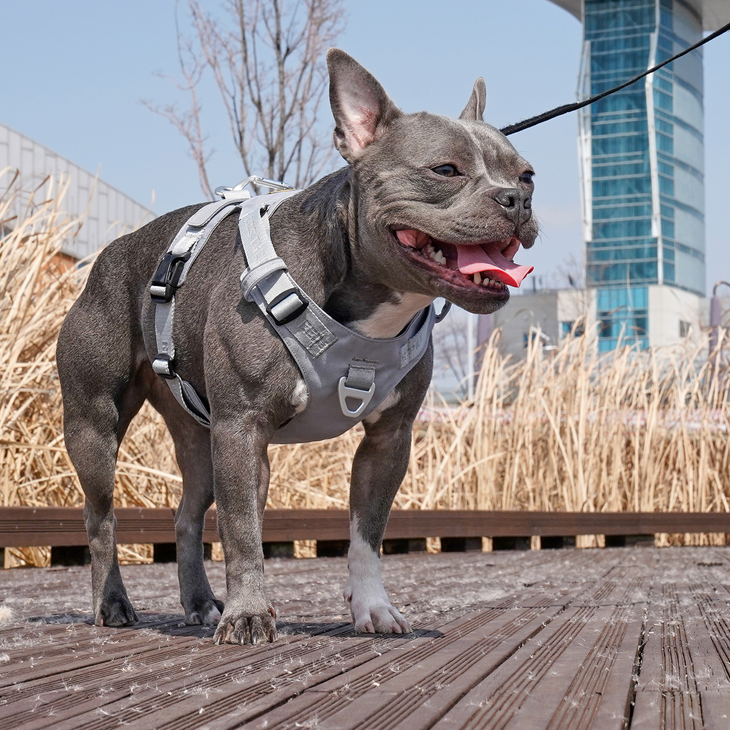 인터라켄 초경량 강아지 라이트 하네스 H형 소형견 대형견 앞섬방지 앞고리 가슴줄