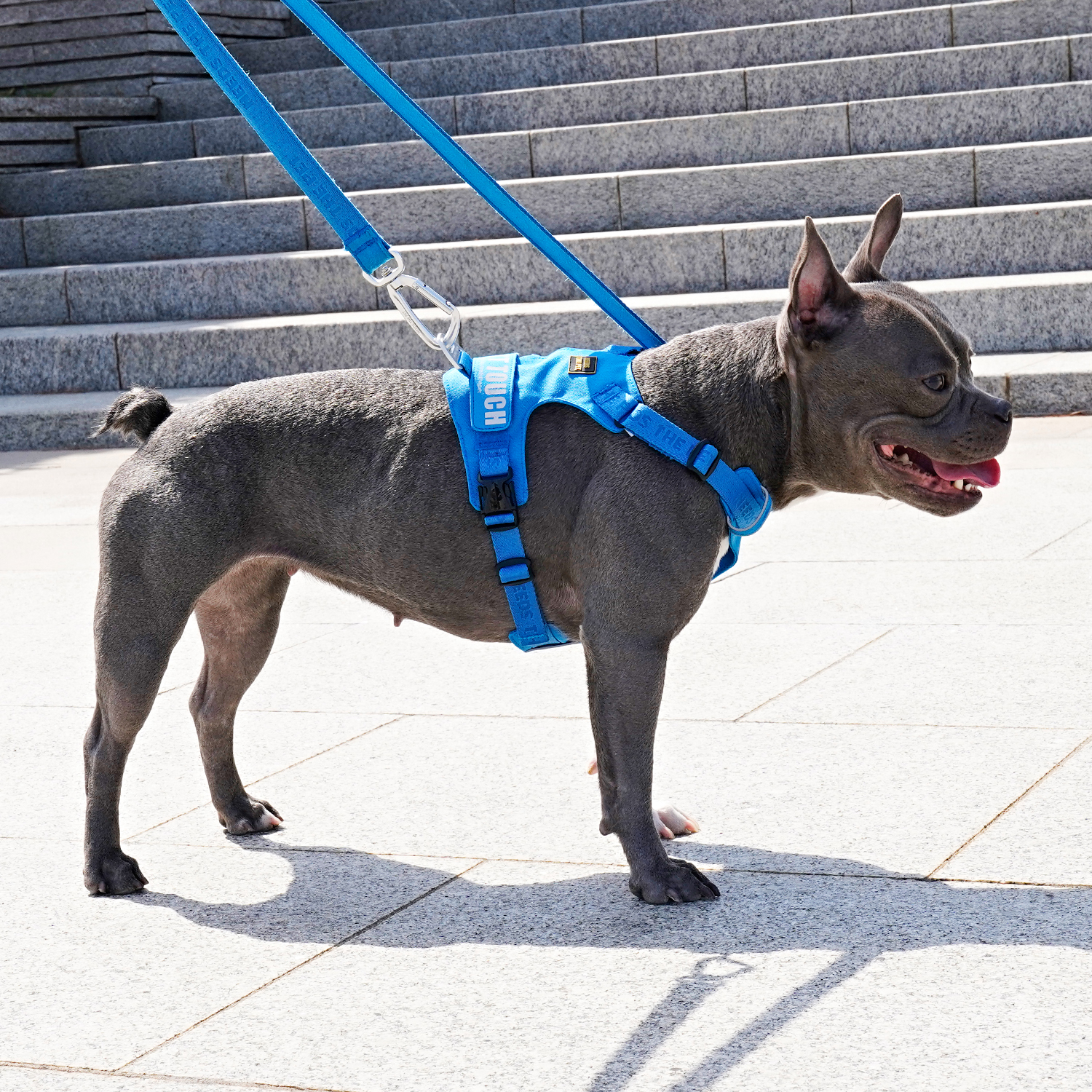 인터라켄 초경량 강아지 라이트 하네스 H형 소형견 대형견 앞섬방지 앞고리 가슴줄