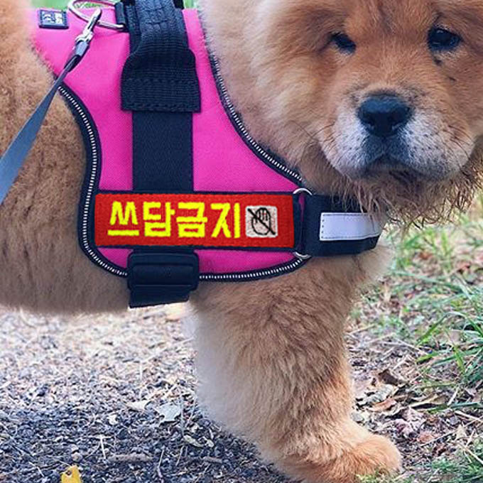 (3X11cm) 강아지네임택 대형견이름표 벨크로패치 대형견인식표 하네스이름표 - 상세 이미지 5