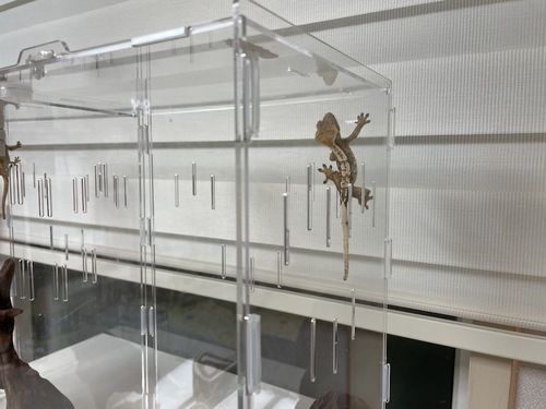 정하남 크레스티드 게코 도마뱀 사육장 초보자 은신처 크리스티드 (30x30x40) 이미지 2
