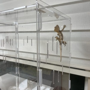 정하남 크레스티드 게코 도마뱀 사육장 초보자 은신처 크리스티드 (30x3... 솔직 후기 | 실제 사용자 리뷰 총정리 - 상품 이미지 2