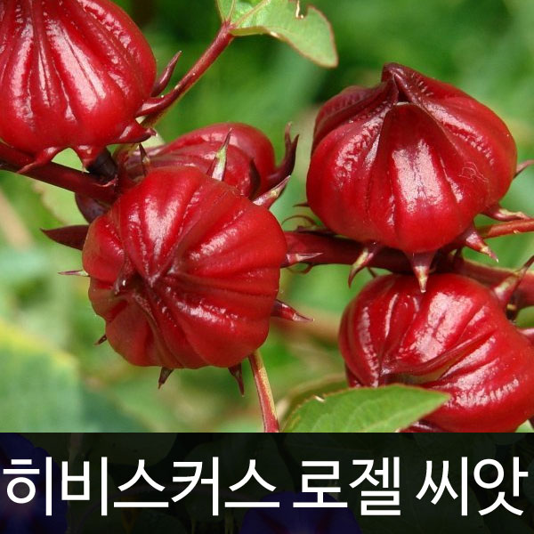 히비스커스 씨앗 로젤 종자 꽃씨 꽃차 야생화 20알 : 가람원