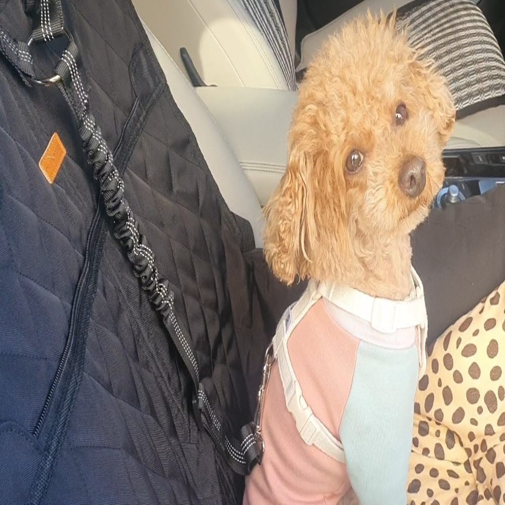 강아지 헤드레스트형 안전벨트 - 메인 이미지