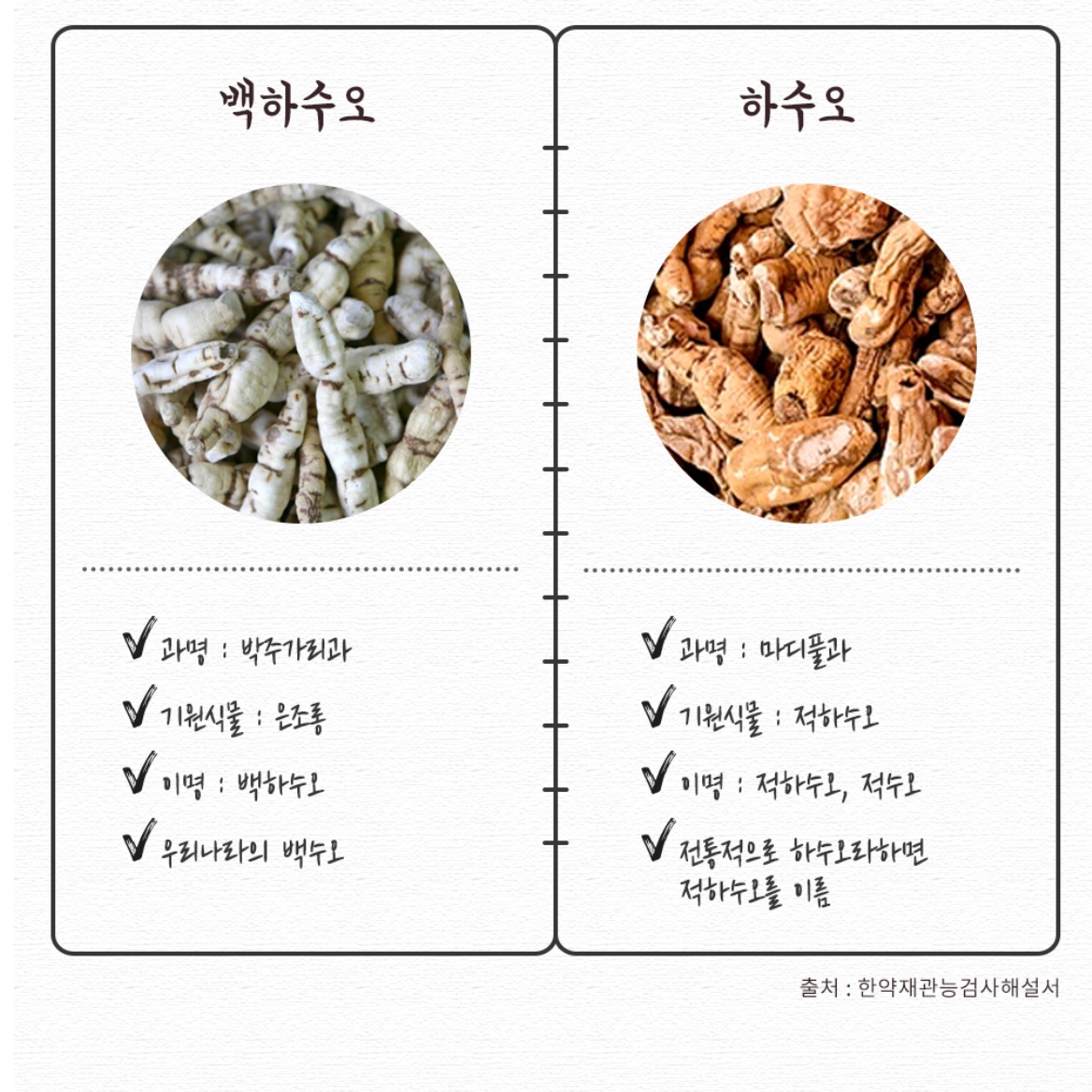 말린 하수오 백하수오 백수오 건재 원물 효능 판매 담금주 500g - 상세 이미지 3