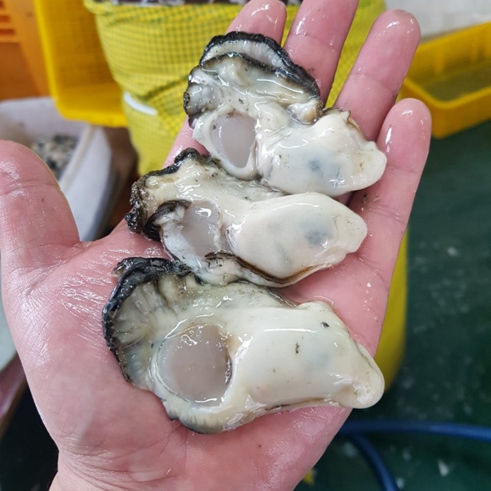 통영 산지직송 생굴 깐굴 1kg 하프셀 석화 굴