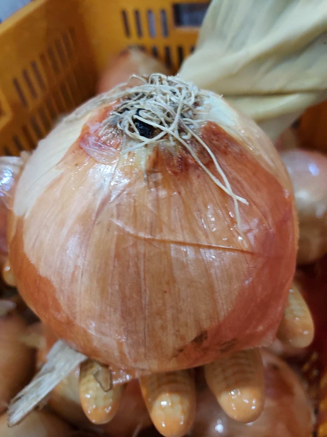 순수양파즙 15-50포 황토양파즙 제품 이미지