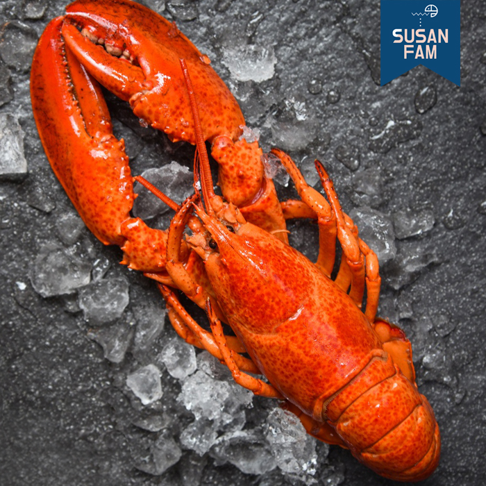 프리미엄 캐나다 랍스타 1마리 자숙랍스터 (실중량 350g 이상부터) - 상세 이미지 5