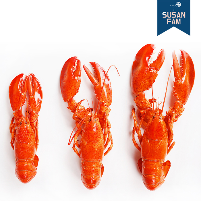 프리미엄 캐나다 랍스타 1마리 자숙랍스터 (실중량 350g 이상부터) - 상품 이미지