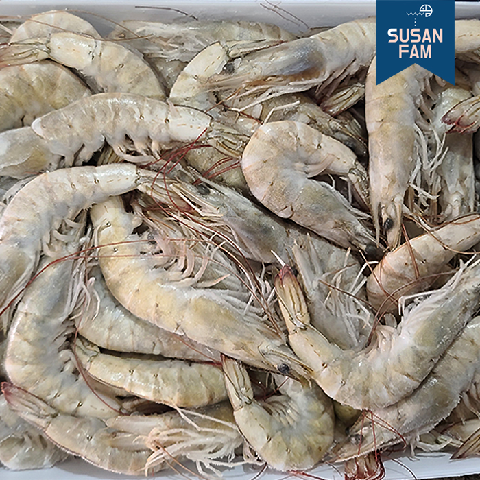 흰다리새우 12kg(2kgX6팩) 박스 냉동새우 대하 페루산 - 상세 이미지 2