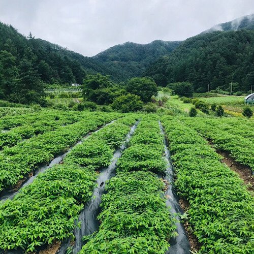 꽃차시대 차풀차 티백 5팩 150개 - 상세 이미지 4