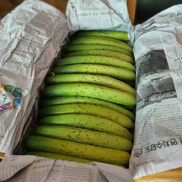 오이 절임 무침 피클 요리 짜지않고 맛있는 오독오독 상주 오이지 5~6개 - 상세 이미지 2