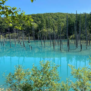 삿포로 비에이 후라노 버스투어 DSLR 사진 촬영 /[준페이 예약 식사] 솔직 후기 | 실사용자 리뷰 분석 - 상품 이미지 2