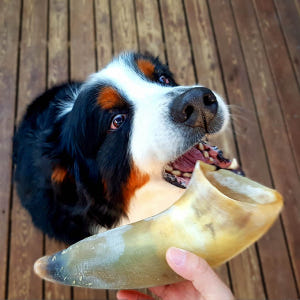 대형견간식 소뼈 강아지뼈간식 강아지 소뿔껌 M 특식 솔직 후기 | 실제 사용자 리뷰 총정리 - 상품 이미지 2