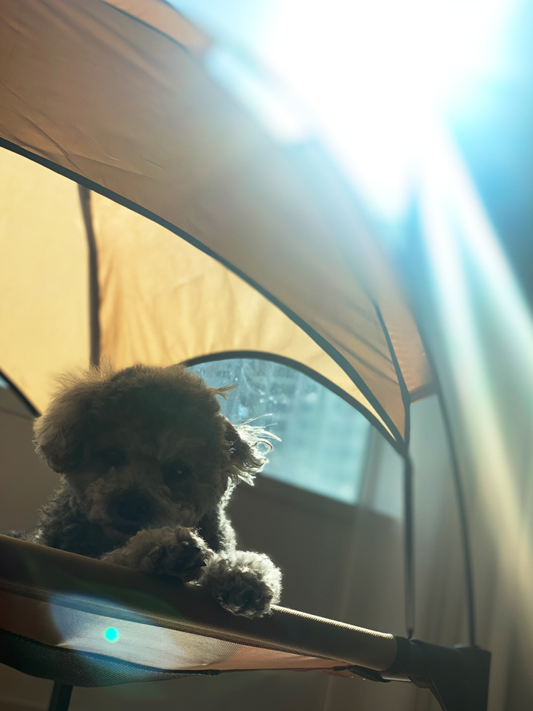 에이그라운드 베드독 탄색 단품 강아지 캠핑 의자 침대 텐트 고양이 애견 캠핑 용품