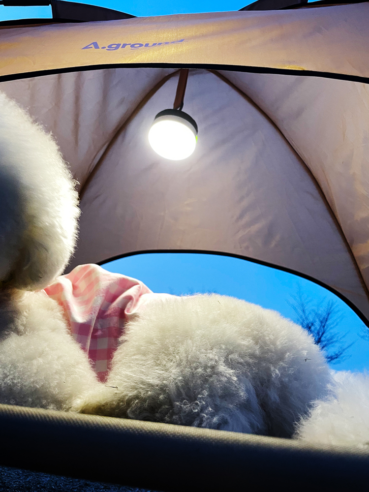 에이그라운드 베드독 탄색 단품 강아지 캠핑 의자 침대 텐트 고양이 애견 캠핑 용품