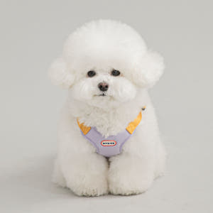 컴포트 강아지 하네스 핸즈프리 리쉬 리드줄 세트 S 솔직 후기 | 실제 사용자 리뷰 총정리 - 상품 이미지 4