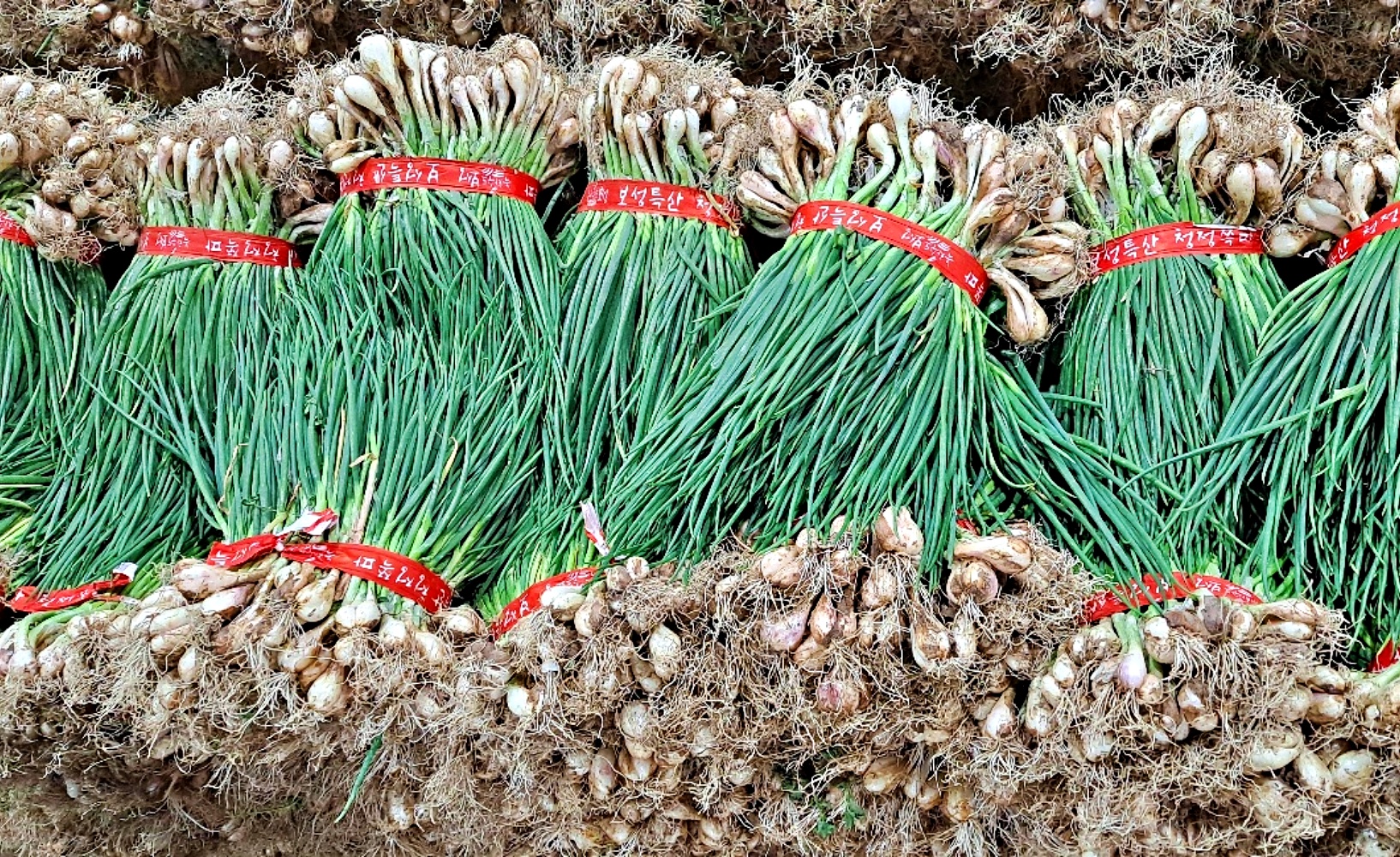 깐쪽파 흙쪽파 한단 제주도 전라남도 보성 국내산 1kg 한단 - 상세 이미지 3