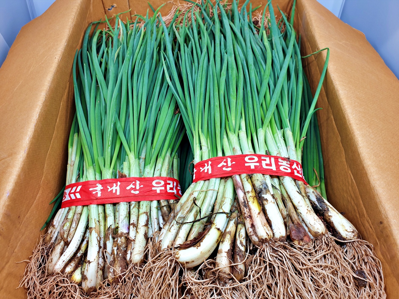 깐쪽파 흙쪽파 한단 제주도 전라남도 보성 국내산 1kg 한단 - 상품 이미지