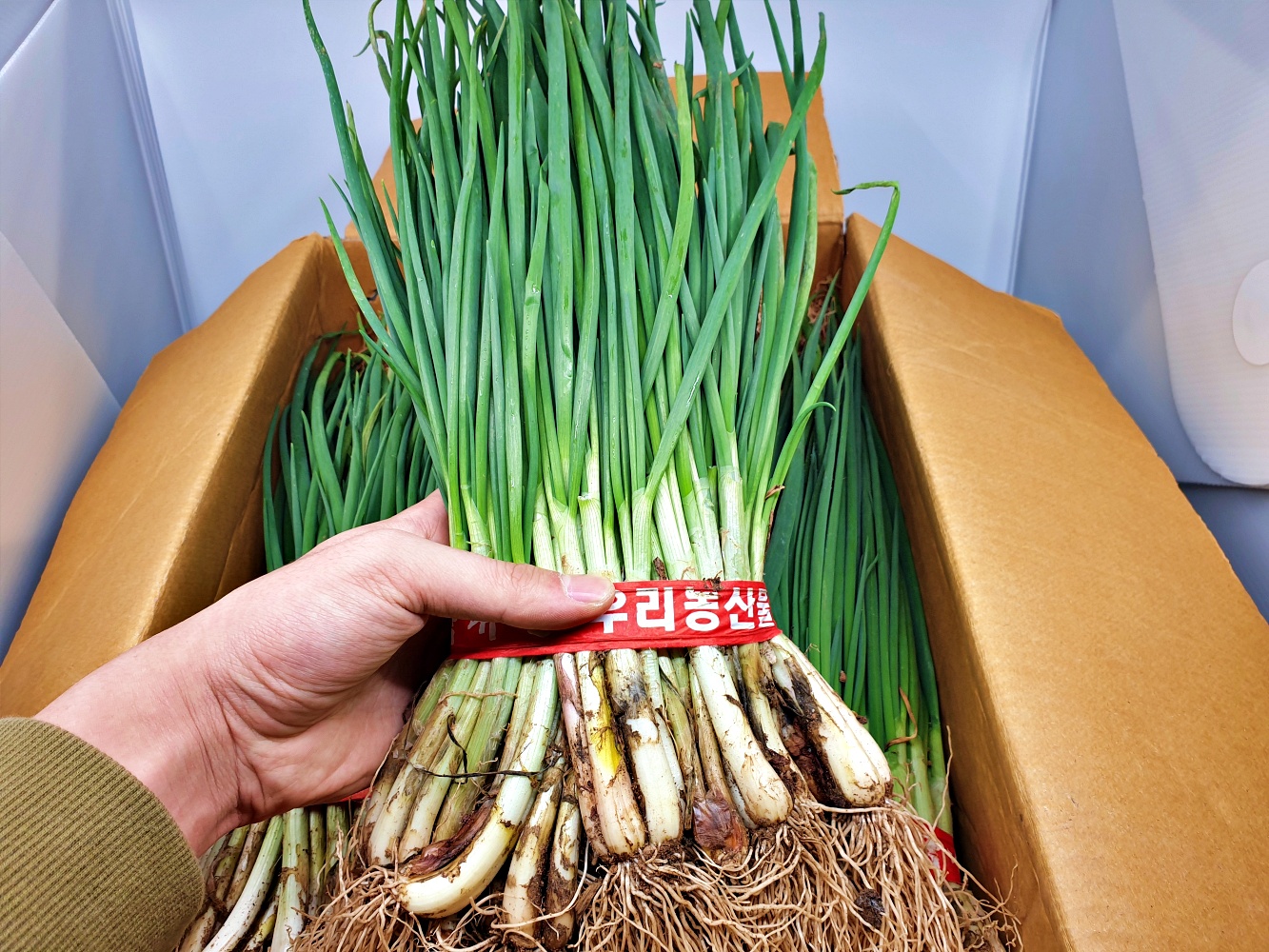 깐쪽파 흙쪽파 한단 제주도 전라남도 보성 국내산 1kg 한단 - 상세 이미지 4