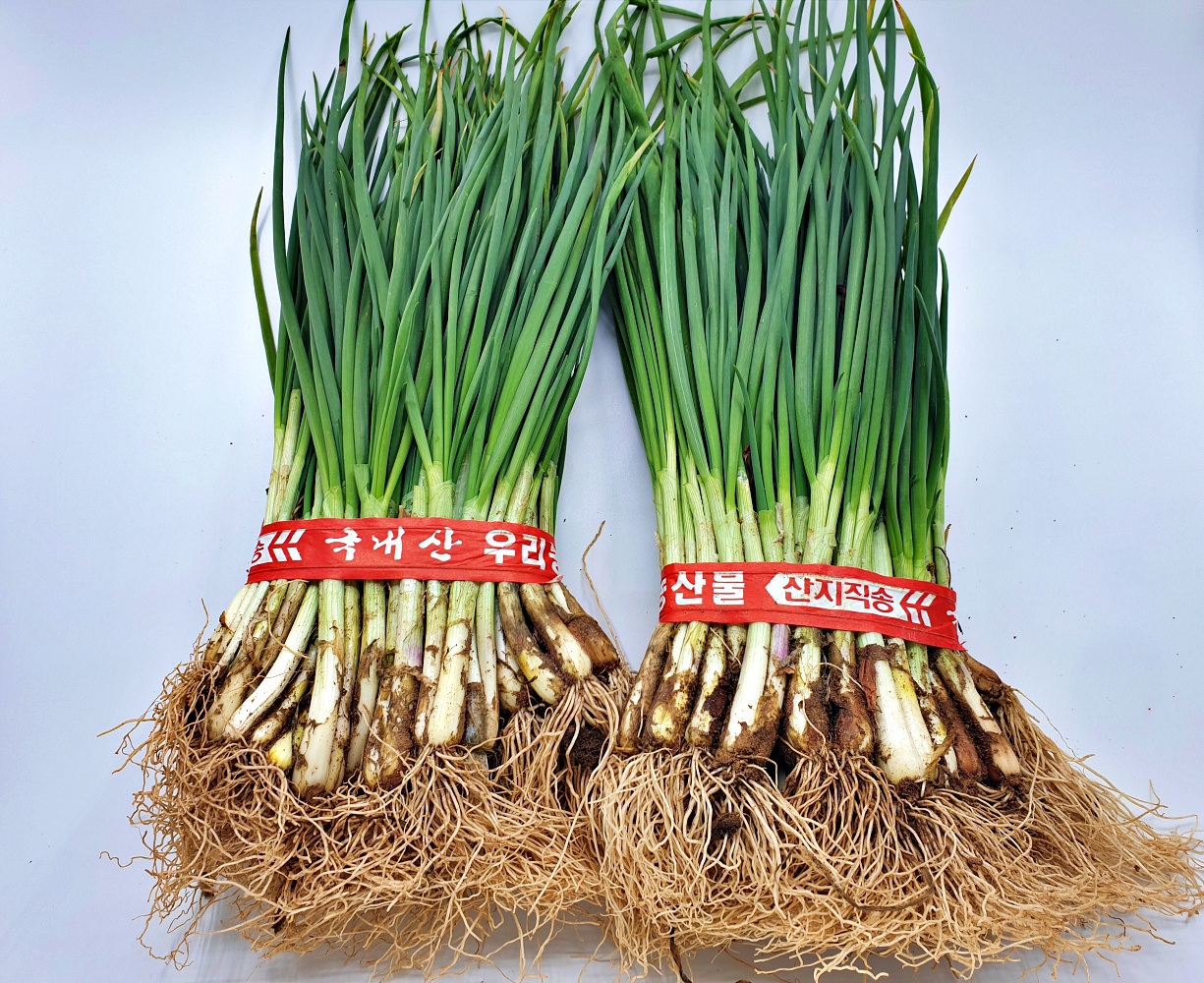 깐쪽파 흙쪽파 한단 제주도 전라남도 보성 국내산 1kg 한단 - 상세 이미지 2