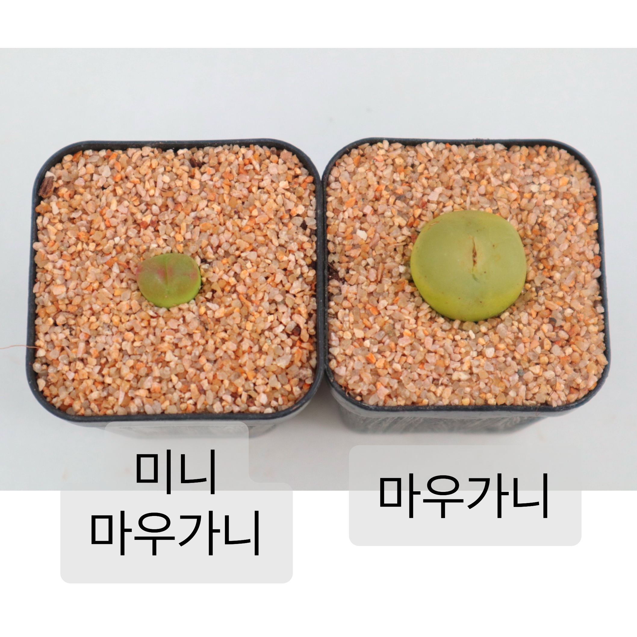 마우가니 코노피튬 반려식물 다육 희귀 리톱스 선인장 칼큘러스 화분 : 로나가든