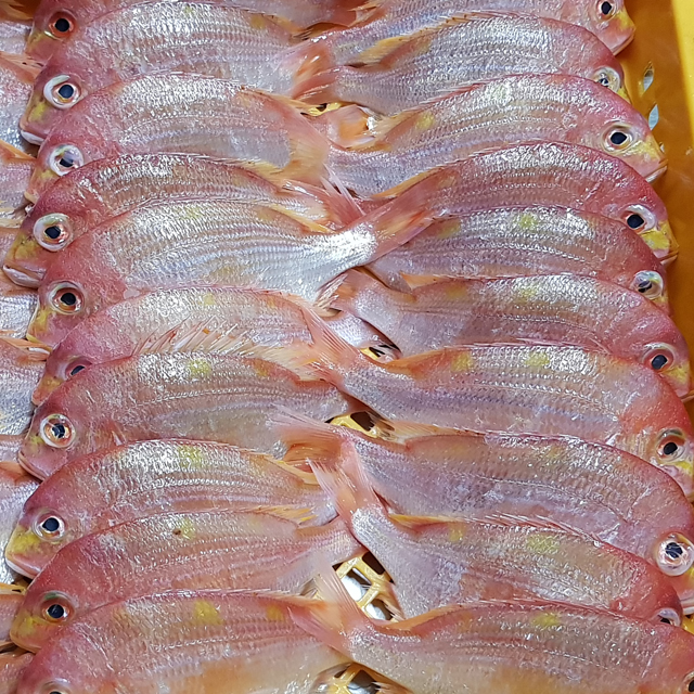 도미 반건조도미 35-37cm전후 1마리 손질생선 업소용 제수용생선 - 상세 이미지 5