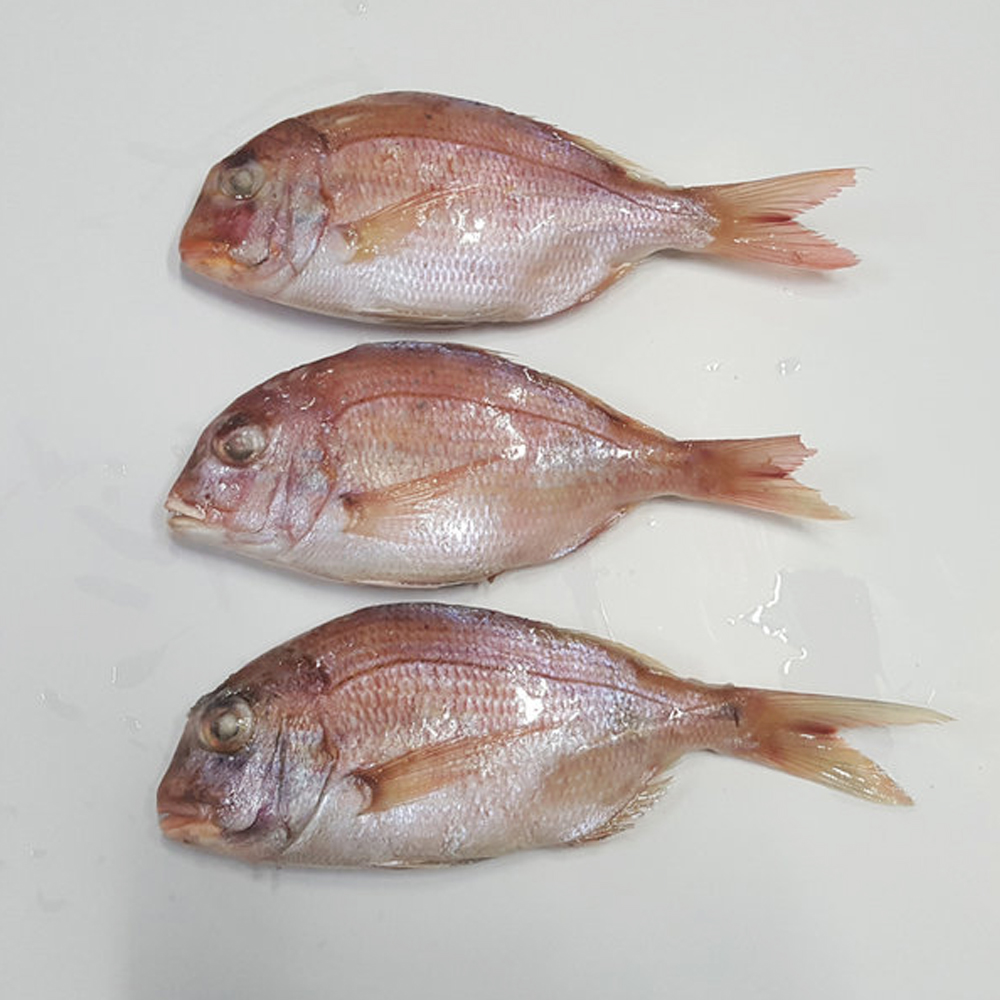 도미 반건조도미 35-37cm전후 1마리 손질생선 업소용 제수용생선 이미지 8