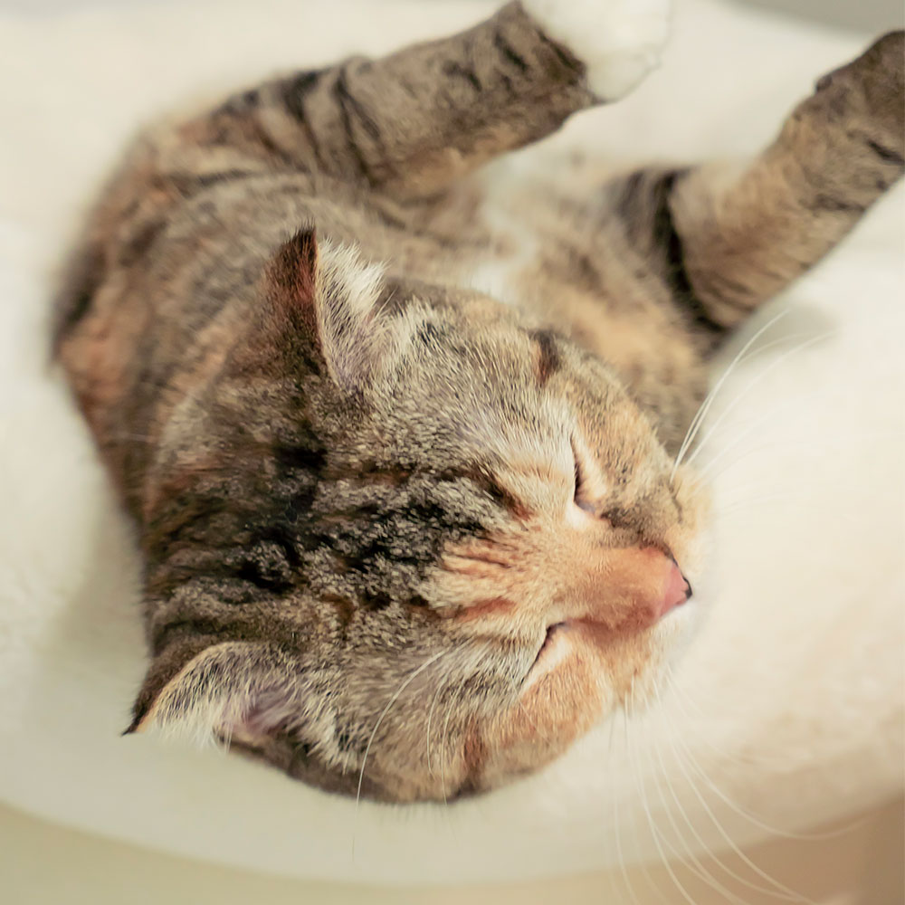 펫트리움 말랑쿠션 고양이 강아지 극세사 방석 아이보리, M