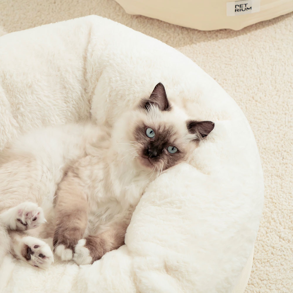 펫트리움 말랑쿠션 고양이 강아지 극세사 방석 아이보리, M