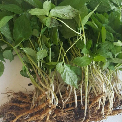 새싹삼 농장 선물용 새싹 산삼 새싹쌈 50뿌리 묘삼