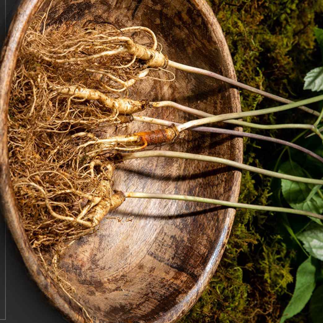 산양삼 선물세트 5 6 년근 국내산 장뇌삼 30 뿌리 장내삼