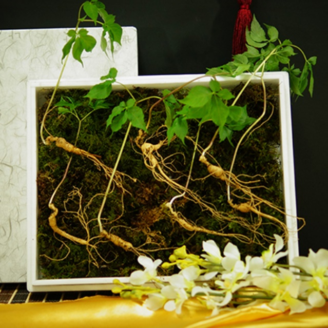 강원도 산양 산삼 효능 야생 산양삼 먹는법 5년근 7주