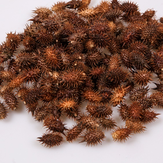도꼬마리 건재 500g 효능 독고마리 열매 씨 창이자 도꾸마리 도코마리 먹는법 도꼬마리차 - 상품 이미지