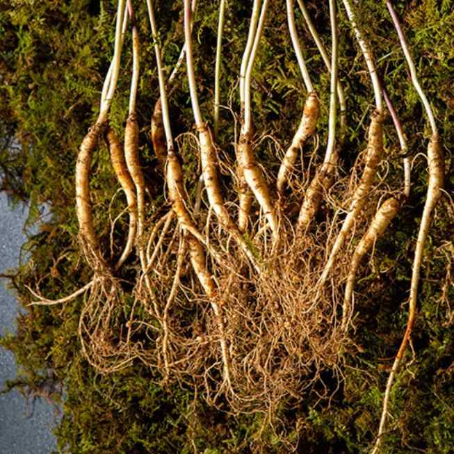 5-6 년근 못난이 산삼 50g 15-35 뿌리 강원도 산양삼 선물세트 자연산 장뇌삼