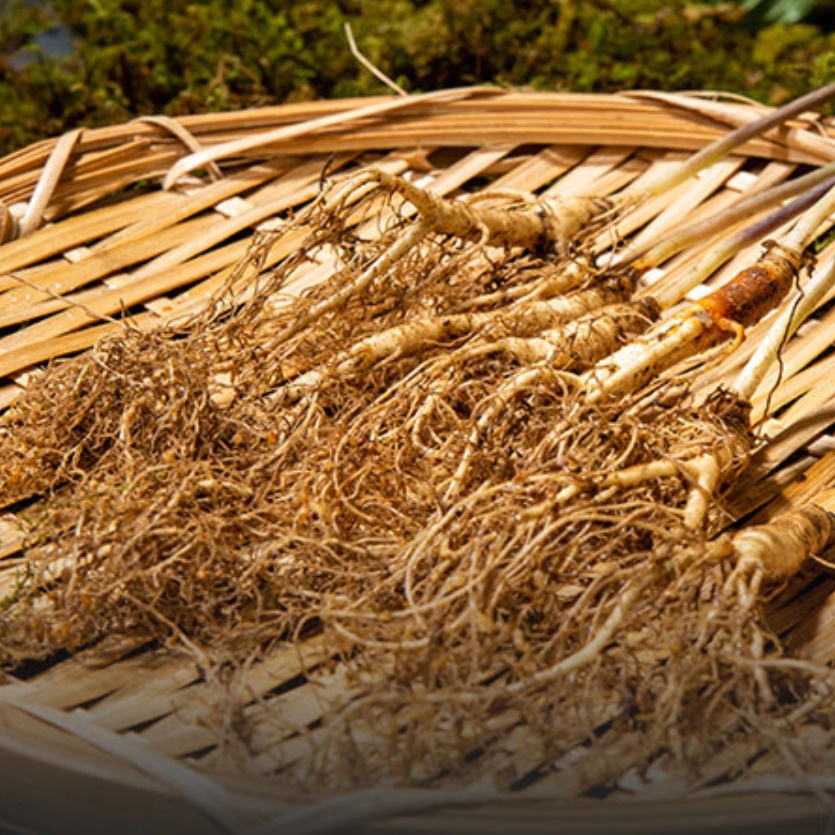 국내산 장뇌삼 산양삼 선물세트 5-6 년근 10뿌리 장내삼