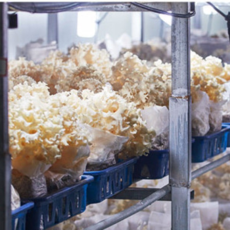 눈 꽃 송이 버섯1kg 건조 꽃버섯 농장 재배방법 고급 귀한 판매 효능 효과 파는곳 약용