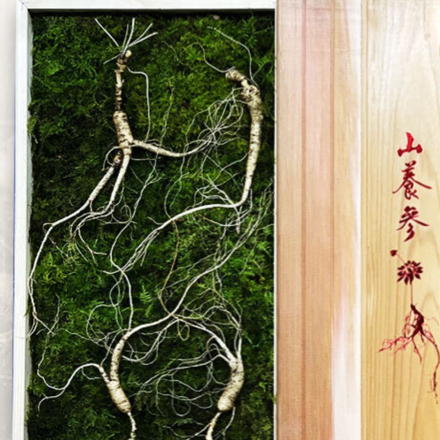 산양삼 선물세트 국내산 장뇌삼 부모님 선물 세트 7-8년근 5뿌리