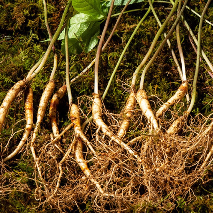 국내산 장뇌삼 산양삼 선물세트 5-6년근 5뿌리 장내삼